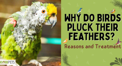 Why Do Birds Pluck Their Feathers? Reasons and Treatment