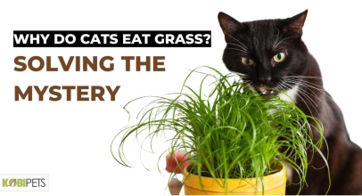 Why Do Cats Eat Grass? Solving the Mystery