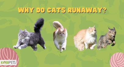 Why Do Cats Runaway?