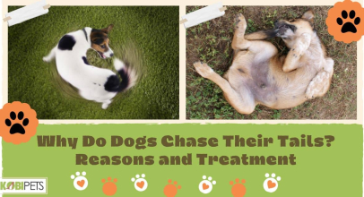 Why Do Dogs Chase Their Tails? Reasons and Treatment