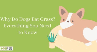 Why Do Dogs Eat Grass? Everything You Need to Know