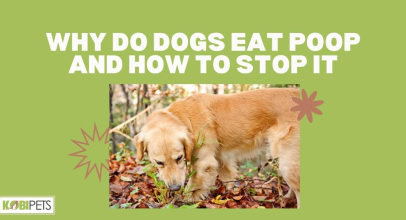 Why Do Dogs Eat Poop and How to Stop It