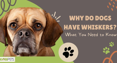 Why Do Dogs Have Whiskers? What You Need to Know