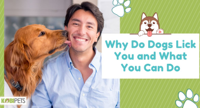 Why Do Dogs Lick You and What You Can Do