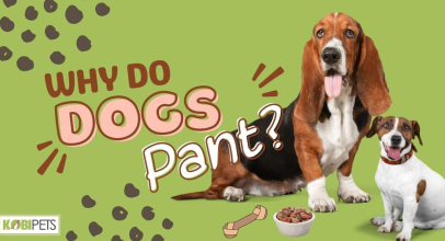 Why Do Dogs Pant?