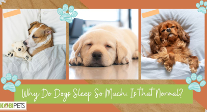 Why Do Dogs Sleep So Much: Is that Normal?