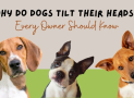 Why Do Dogs Tilt Their Heads? Every Owner Should Know