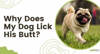 Why Does my Dog Lick His Butt?