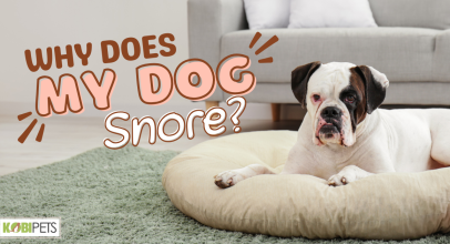 Why Does My Dog Snore?