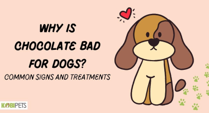 Why Is Chocolate Bad for Dogs? Common Signs and Treatments