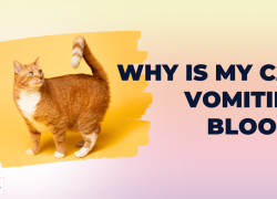 Why Is My Cat Vomiting Blood?