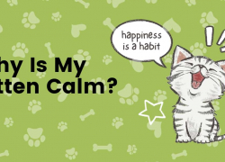 Why Is My Kitten Calm?