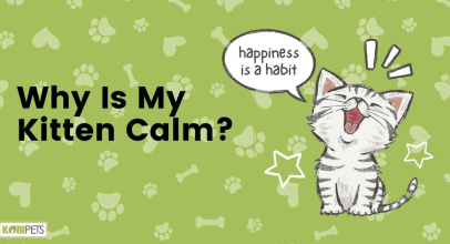 Why Is My Kitten Calm?