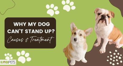 Why My Dog Can’t Stand Up? Causes & Treatment