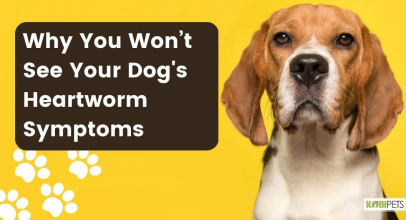 Why You Won’t See Your Dog’s Heartworm Symptoms