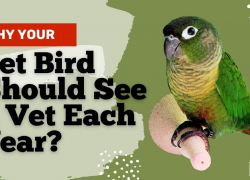 Why Your Pet Bird Should See a Vet Each Year