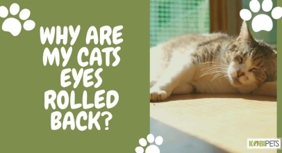 Why Are My Cats Eyes Rolled Back?