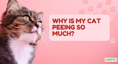 Why is My Cat Peeing so Much?
