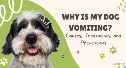 Why is My Dog Vomiting?