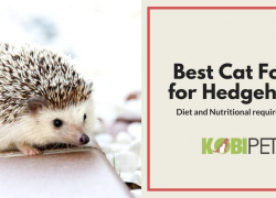 Best Cat Food for Hedgehogs