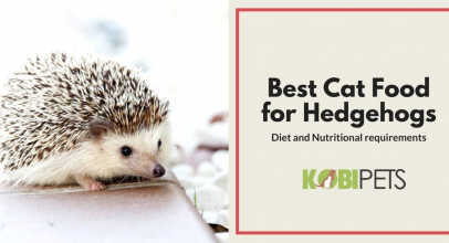 Best Cat Food for Hedgehogs