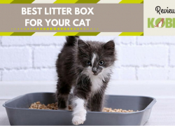 Best Litter Box for Your Cat – Top 5 Products on the Market