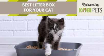 Best Litter Box for Your Cat – Top 5 Products on the Market