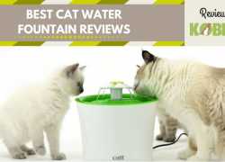 Best Cat Water Fountain Reviews – Our Top 5 Choices