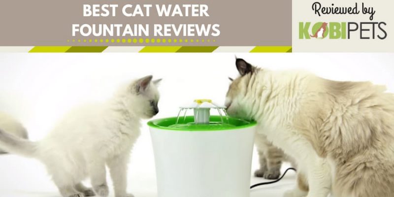 Best Cat Water Fountain Reviews – Our Top 5 Choices