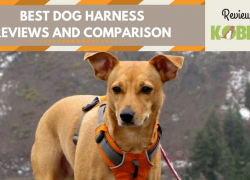Best Dog Harnesses Reviews and Comparison