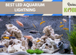 10 Best Led Aquarium Lights for Plants