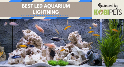 10 Best Led Aquarium Lights for Plants