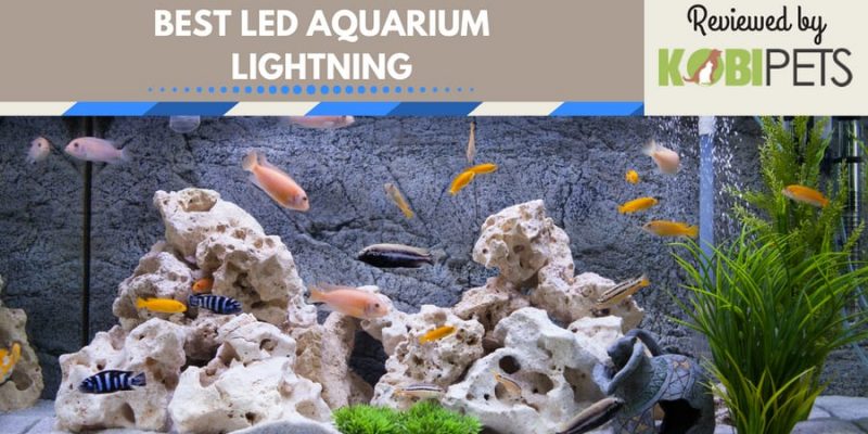 10 Best Led Aquarium Lights for Plants