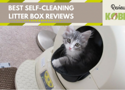 10 Best Automatic Self Cleaning Cat Litter Box Reviews 2018