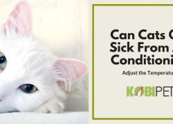 Can My Cat Get Sick From Air Conditioning?