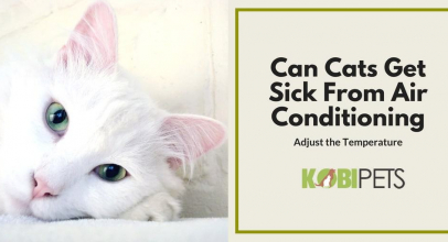 Can My Cat Get Sick From Air Conditioning?