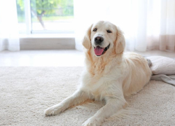 How To Clean a Carpet From Dog Hair