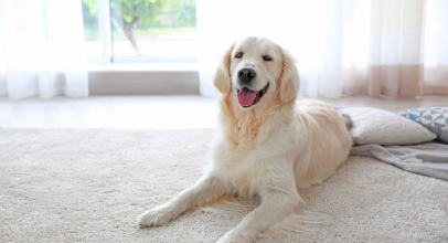 How To Clean a Carpet From Dog Hair
