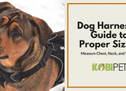 How to Choose the Right Size Harness for Your Dog?