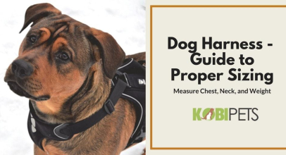 How to Choose the Right Size Harness for Your Dog?