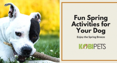 7 Spring Activities to Do with Your Dog