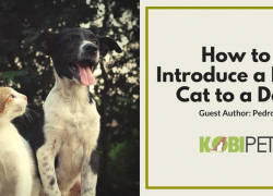 5 Tips on How to Introduce a New Cat to a Dog