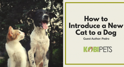 5 Tips on How to Introduce a New Cat to a Dog