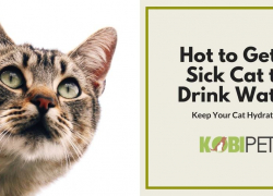 7 Tips on How to Keep Your Cat Hydrated When Sick