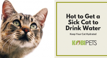 7 Tips on How to Keep Your Cat Hydrated When Sick