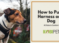 How to Put on a Dog Harness?