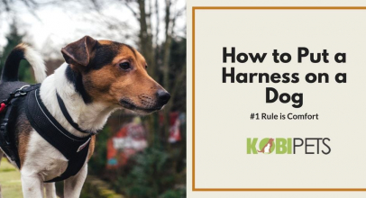 How to Put on a Dog Harness?
