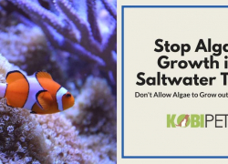 How to Stop Algae Growth in Saltwater Aquarium