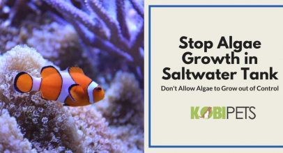 How to Stop Algae Growth in Saltwater Aquarium