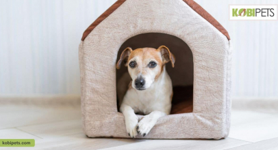 10 DIY Ideas For Dog House That Anyone Can Build